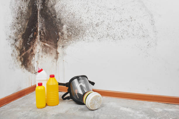 Best Mold Damage Repair  in Staten Island, NY