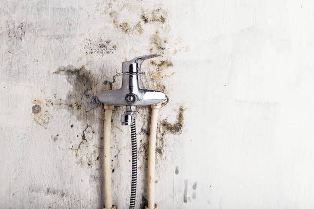 Best Mold Removal Near Me  in Staten Island, NY