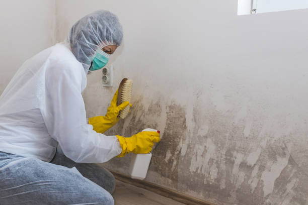 Mold Testing and Removal in Staten Island, NY