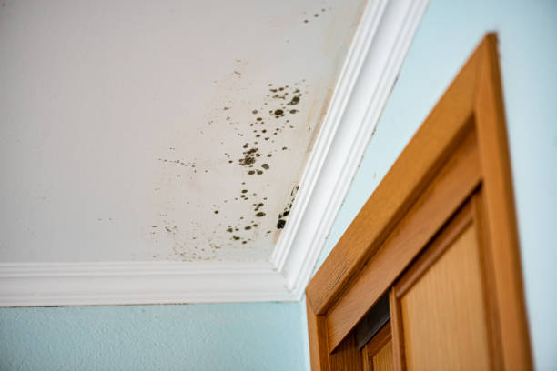 Best Residential Mold Removal  in Staten Island, NY