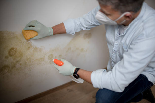 Best Attic Mold Removal  in Staten Island, NY