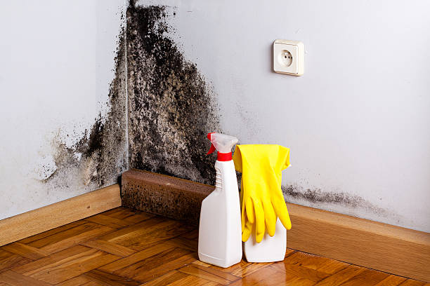 Best Emergency Mold Removal  in Staten Island, NY