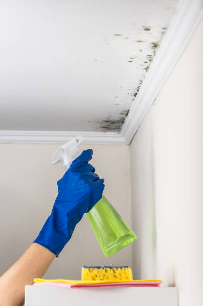 Best Mold Removal Company Near Me  in Staten Island, NY