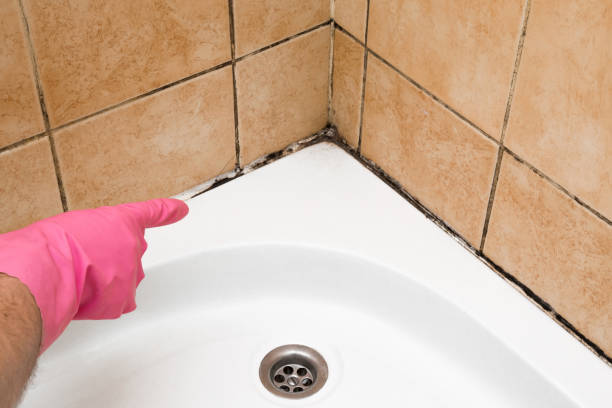 Best Professional Mold Removal  in Staten Island, NY